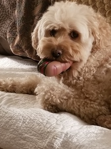 Team Page: Lulu's loves (formerly known as Poochie)